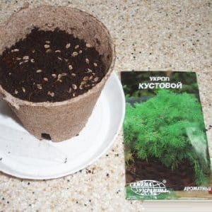 Instructions for planting dill seeds in open ground for beginner gardeners