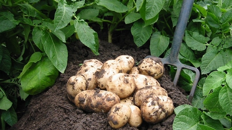 Instruções passo a passo: como cultivar batatas a partir de sementes em casa