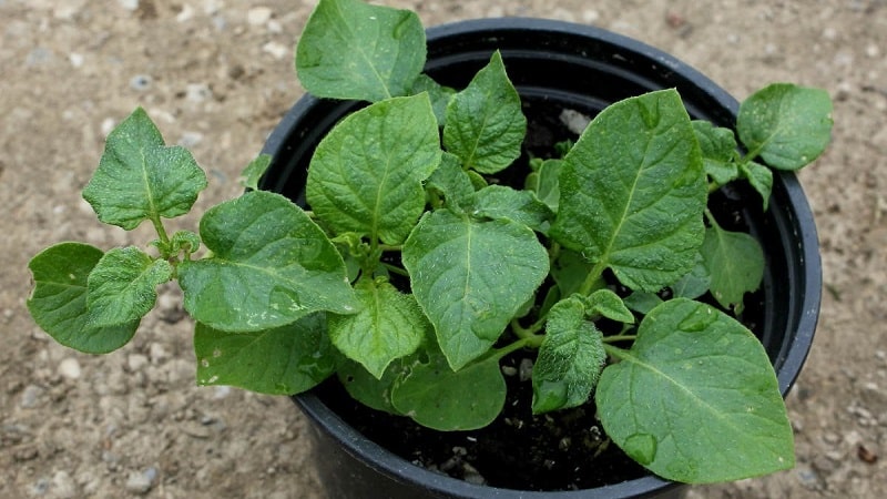 Instruções passo a passo: como cultivar batatas a partir de sementes em casa