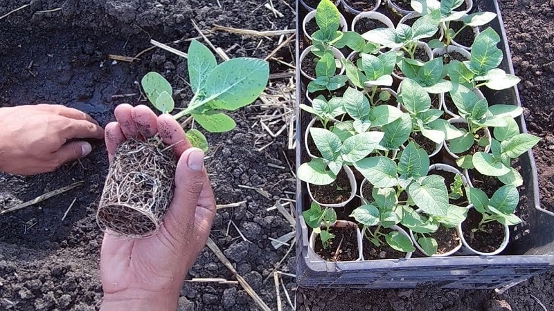 Instruções passo a passo: como cultivar batatas a partir de sementes em casa