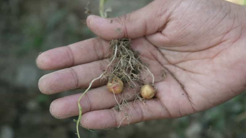 Hakbang-hakbang na mga tagubilin: kung paano palaguin ang mga patatas mula sa mga buto sa bahay