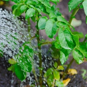 Instruções passo a passo: como cultivar batatas a partir de sementes em casa