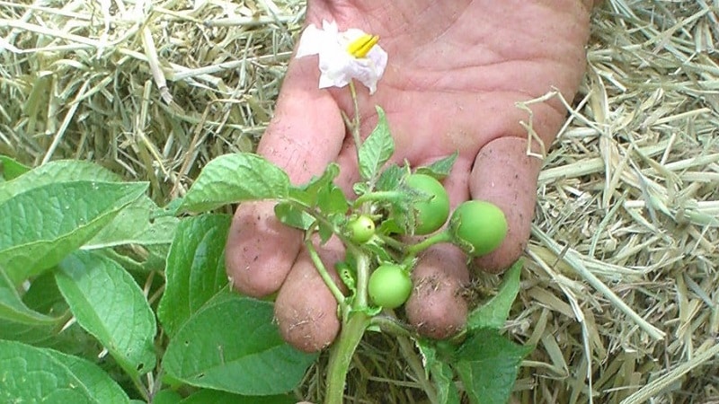 Instruções passo a passo: como cultivar batatas a partir de sementes em casa