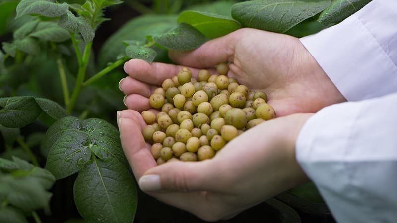 Steg-för-steg-instruktioner: hur man odlar potatis från frön hemma