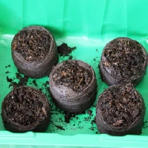 Step-by-step instructions: how to grow potatoes from seeds at home