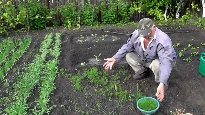 Instrucciones paso a paso para plantar eneldo en verduras en julio.