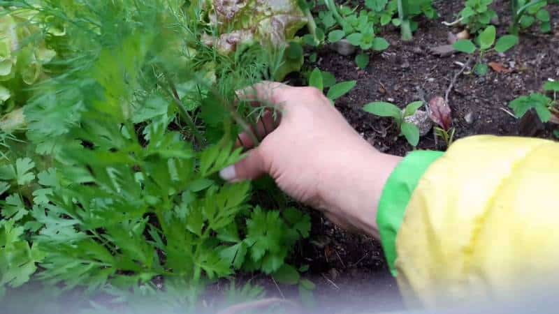 Instrucciones paso a paso para plantar eneldo en verduras en julio.