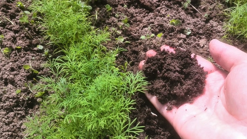 Instrucciones paso a paso para plantar eneldo en verduras en julio.