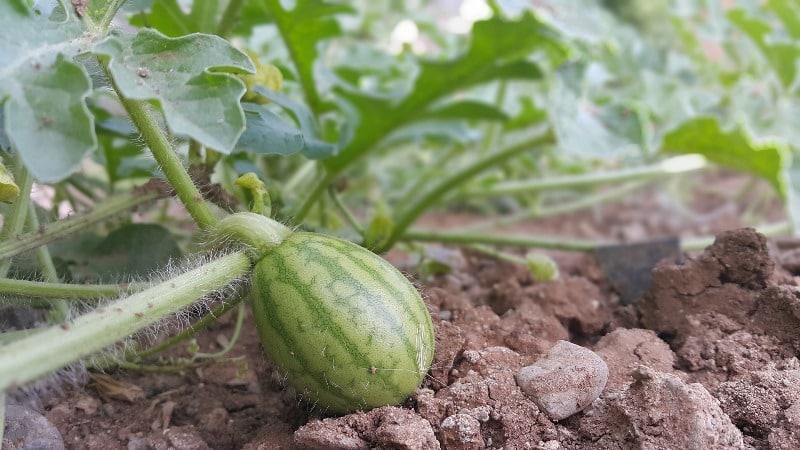 Step-by-step instructions for growing watermelons in the Moscow region in open ground