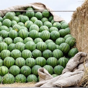 Vid vilken temperatur och hur länge kan vattenmelon förvaras?