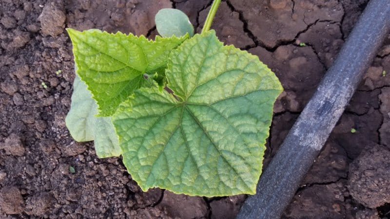 A halványzöld uborkalevelek okai és a probléma leküzdésének módszerei