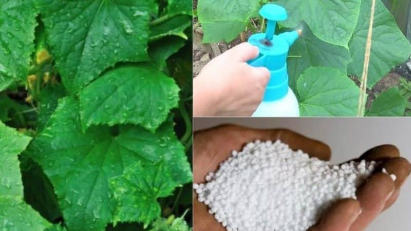 Utilizzo del superfosfato per concimare i cetrioli nel giardino e nella serra