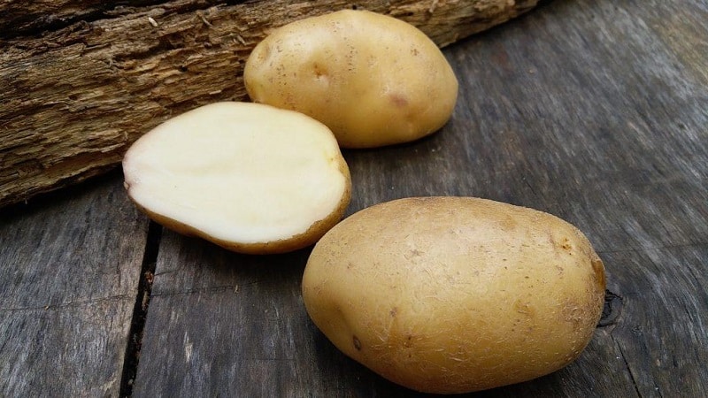 Time-tested oldest potato variety Lorch