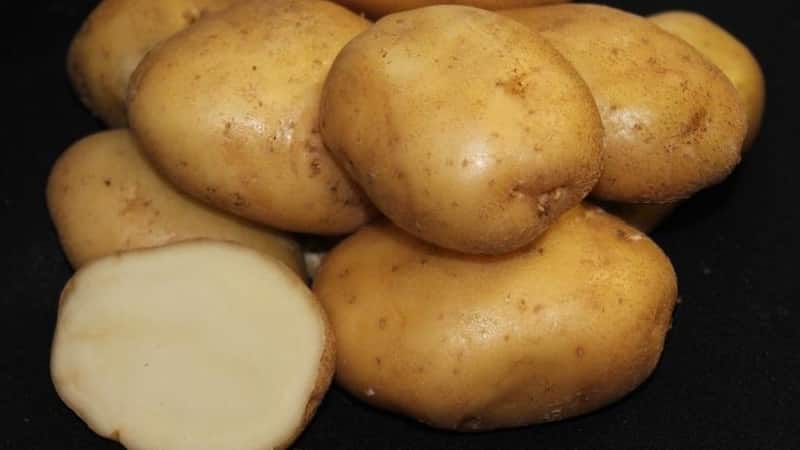 La più antica varietà di patate Lorch, collaudata nel tempo