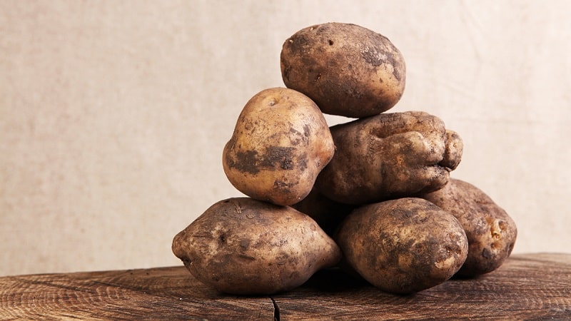 La più antica varietà di patate Lorch, collaudata nel tempo