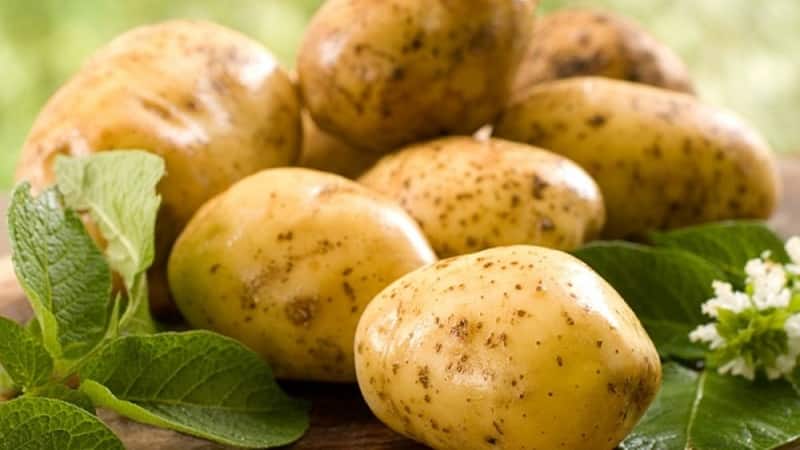 La più antica varietà di patate Lorch, collaudata nel tempo