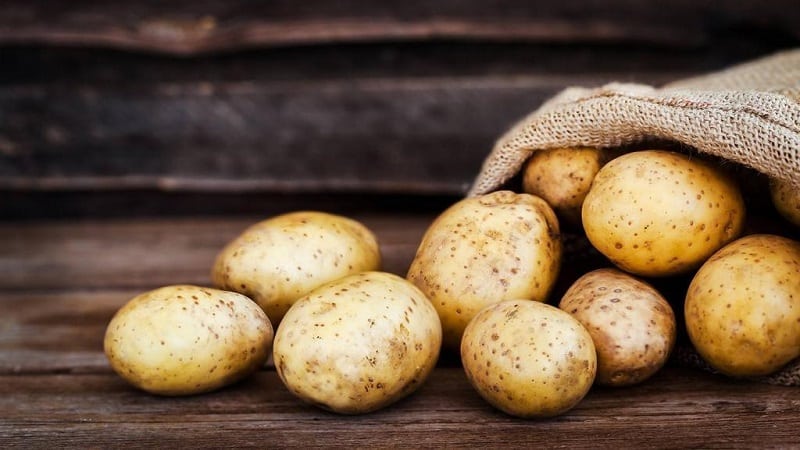 Time-tested oldest potato variety Lorch