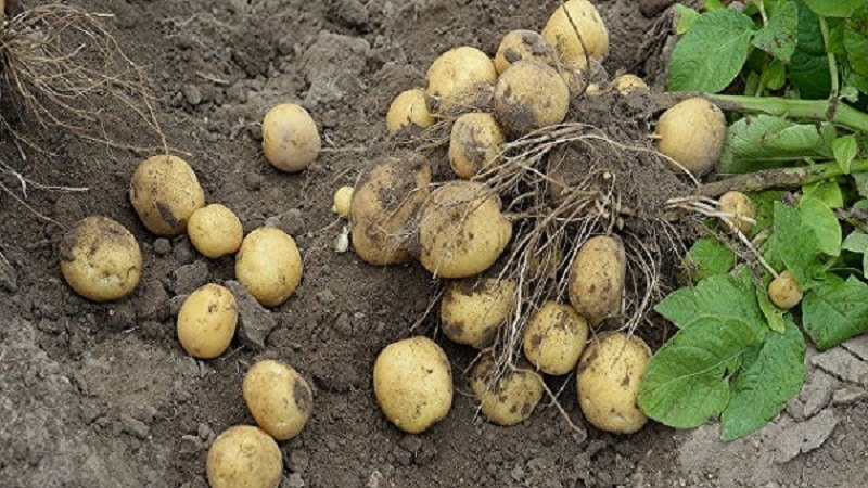 Bewährte älteste Kartoffelsorte Lorch