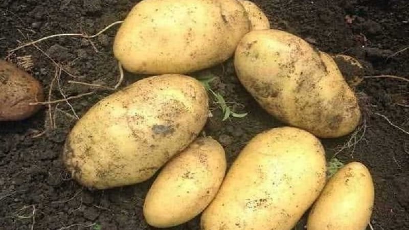 Time-tested oldest potato variety Lorch