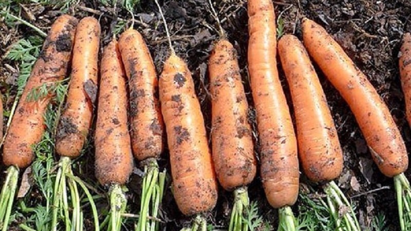 Hybride de carotte à maturation précoce au goût sucré Nandrin f1