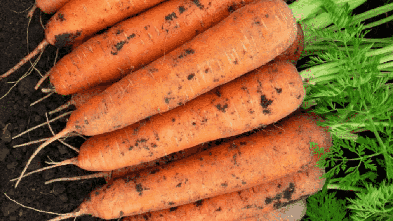 Early maturing carrot hybrid with sweet taste Nandrin f1