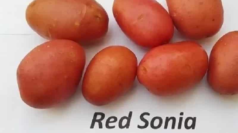 Varieti kentang masak awal dengan jangka hayat yang tinggi Red Sonya