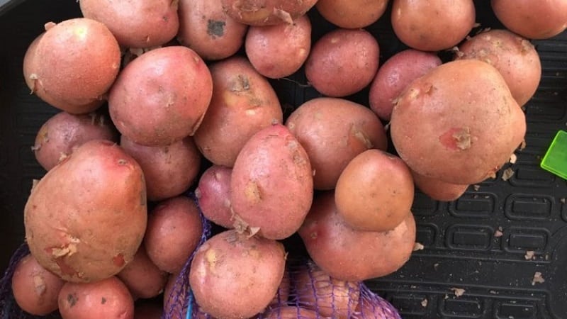 Early ripening potato variety with a high shelf life Red Sonya