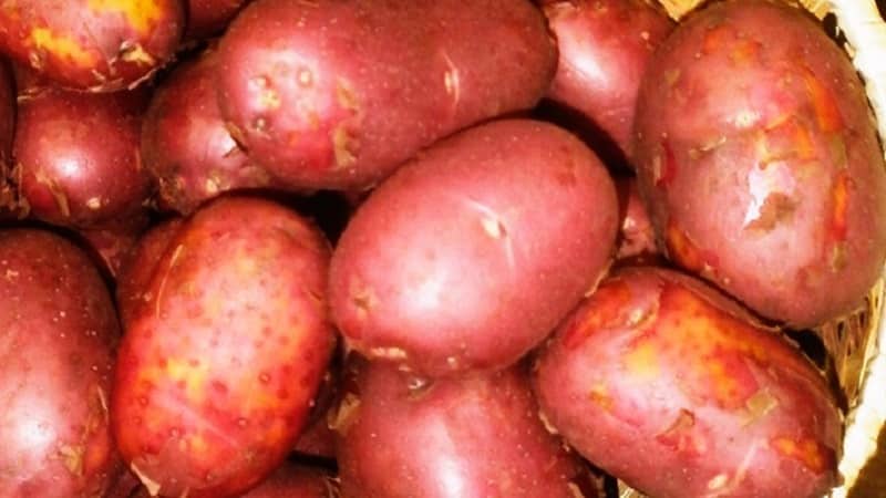 Varietà di patate a maturazione precoce con elevata conservabilità Red Sonya