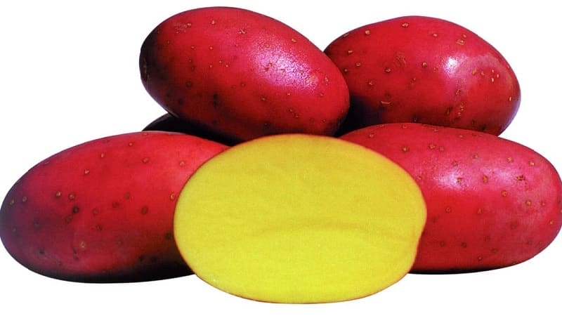 Early ripening potato variety with a high shelf life Red Sonya