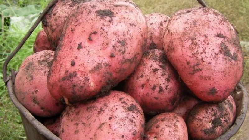 Early ripening potato variety with a high shelf life Red Sonya