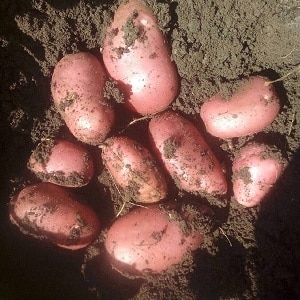 Early ripening potato variety with a high shelf life Red Sonya