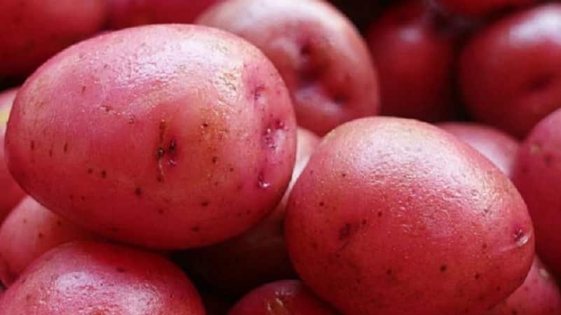 Early ripening potato variety with a high shelf life Red Sonya