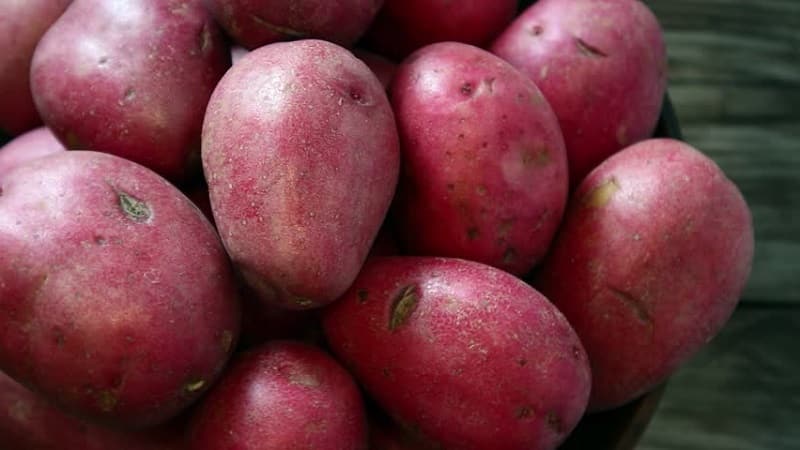 Early ripening potato variety with a high shelf life Red Sonya