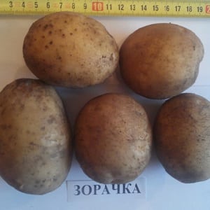 Frühreifende Kartoffelsorte Zorachka für den Frischverzehr