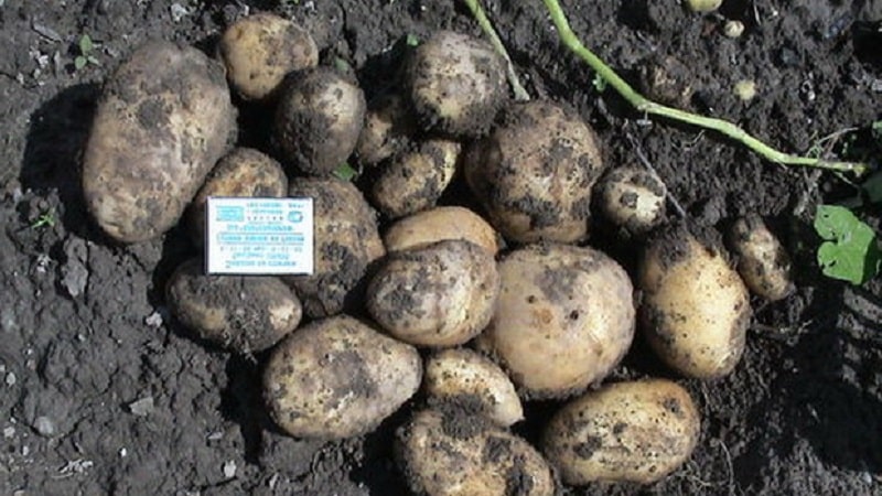 Variedad de patata de maduración temprana Zorachka para consumo en fresco.