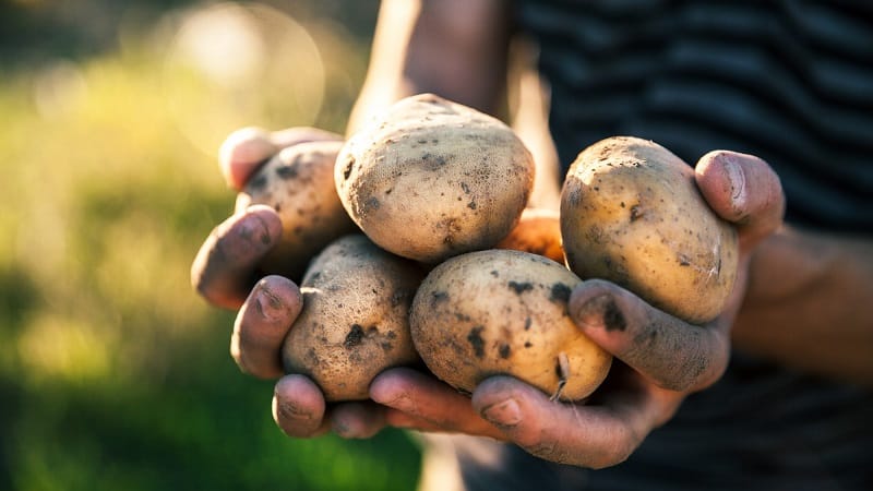 Varietà di patate a maturazione precoce Zorachka per il consumo fresco