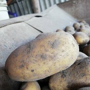 Early ripening potato variety Zorachka for fresh consumption