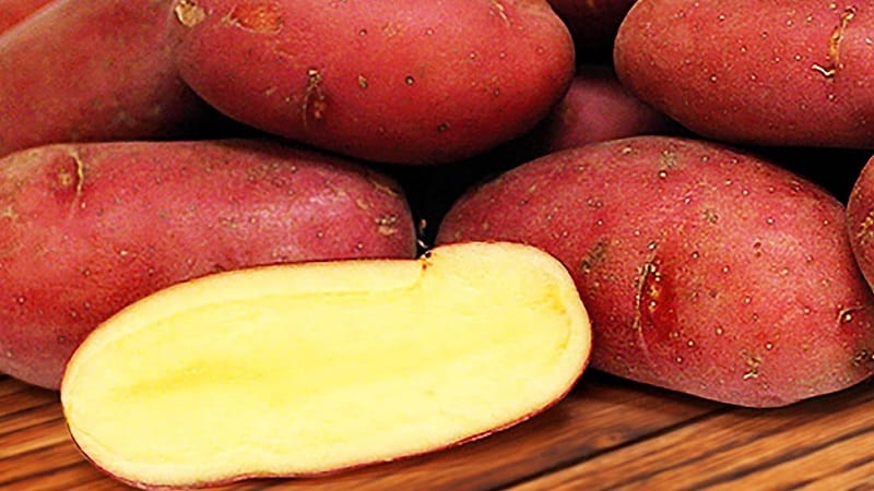 Maagang table potato variety Palace mula sa Belarusian breeders