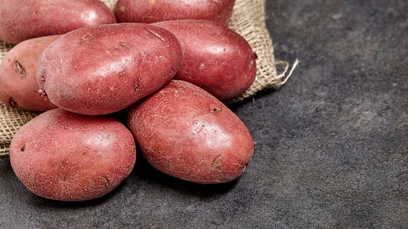 Maagang table potato variety Palace mula sa Belarusian breeders