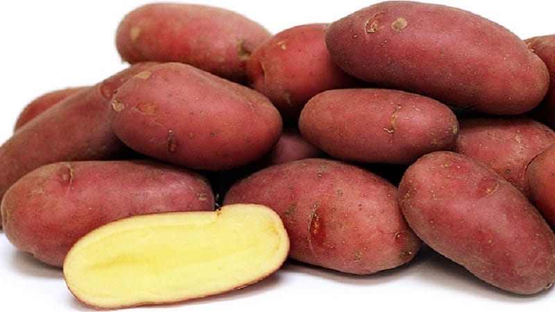 Early table potato variety Palace from Belarusian breeders