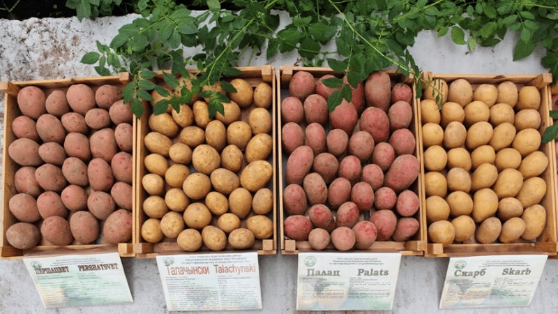 Variedad de patata de mesa temprana Palace de criadores bielorrusos