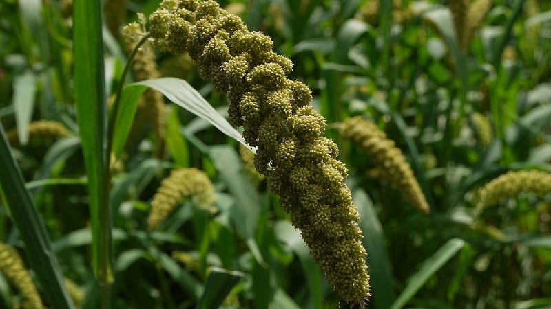 Varieties and classification of Italian millet