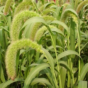 Varieties and classification of Italian millet