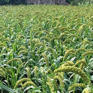 Varieties and classification of Italian millet