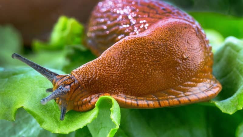 Najnevarnejši škodljivci krompirja in metode boja proti njim