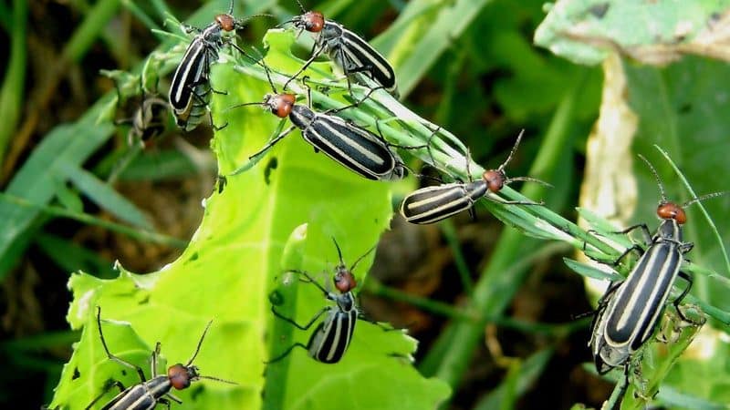 Các loài gây hại khoai tây nguy hiểm nhất và phương pháp chống lại chúng