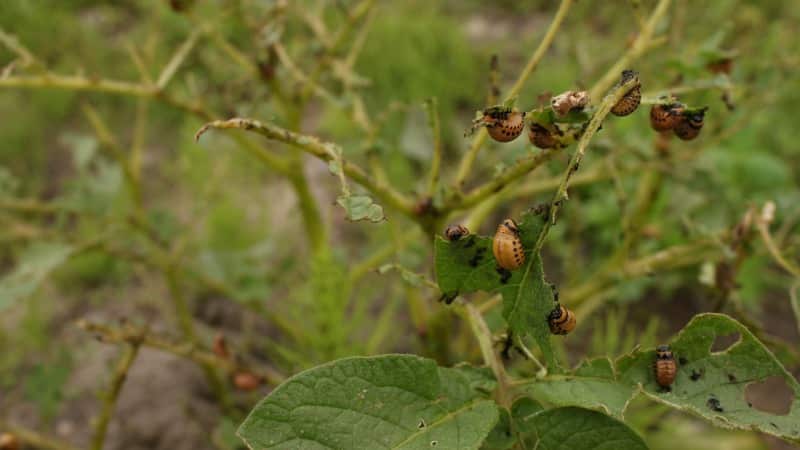 I parassiti delle patate più pericolosi e i metodi per combatterli