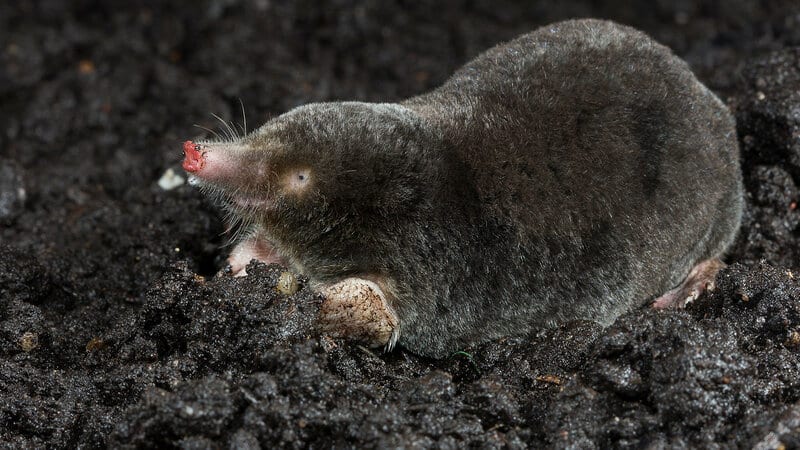 Die gefährlichsten Kartoffelschädlinge und Methoden zu ihrer Bekämpfung