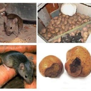 I parassiti delle patate più pericolosi e i metodi per combatterli