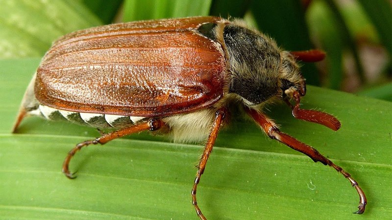 Nejnebezpečnější škůdci brambor a způsoby boje proti nim